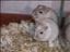 Championgerbils