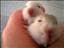Blinkie