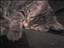 Tigra