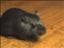 Asa_T