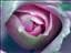 RoSa-RoSeN